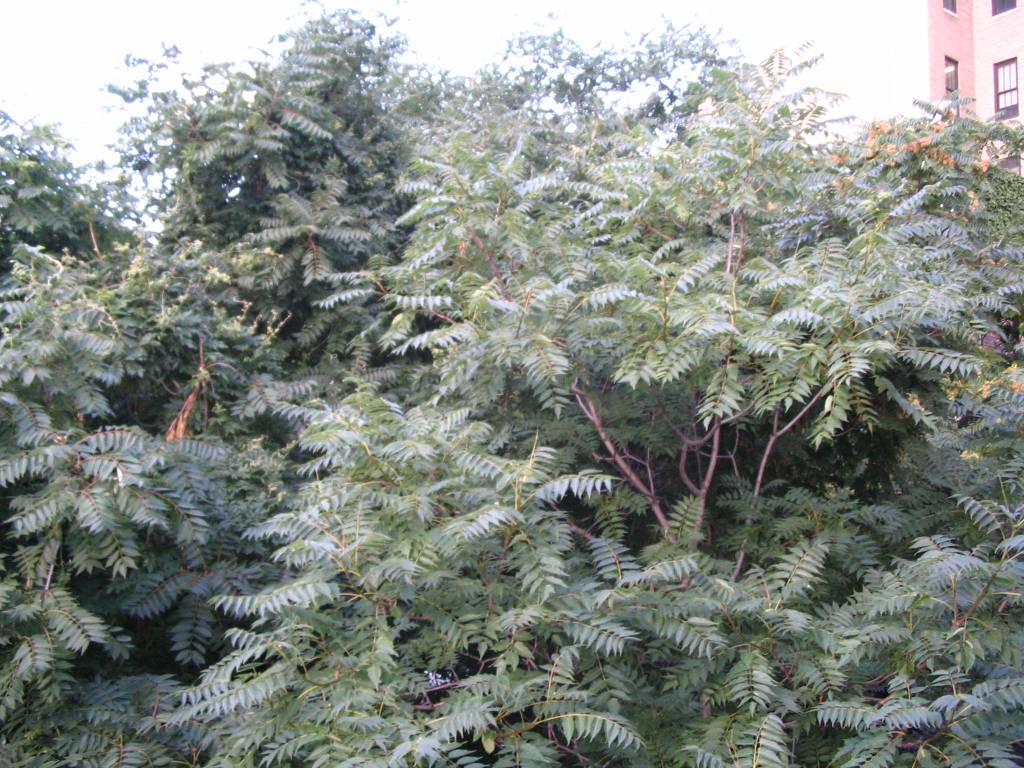 Enjoying Our View of the Tree Tops